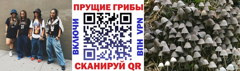 KRAKEN как зайти  Елизаветинская  Псилоцибиновые грибы прущие грибы 